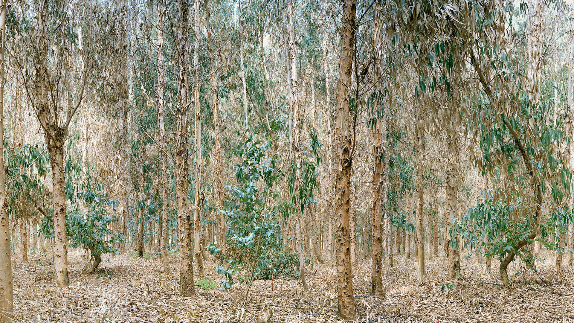 Forest of eucalyptus trees planted to absorb contaminated water from Los Pelambres mine. Los Vilos commune, Chile, 2012