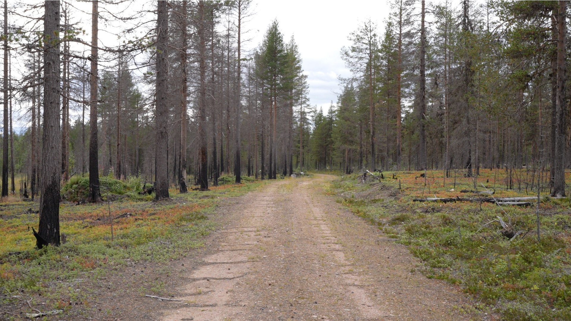 Klockarmyran (2018 forest fire), Norrbotten County, Swedish Sábme, 2022