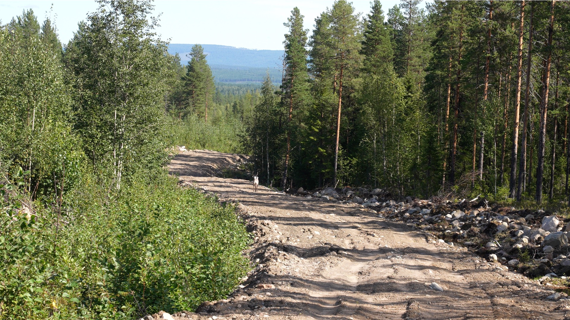 Bodträskfors (2006 forest fire), Haras, Swedish Sábme, 2023