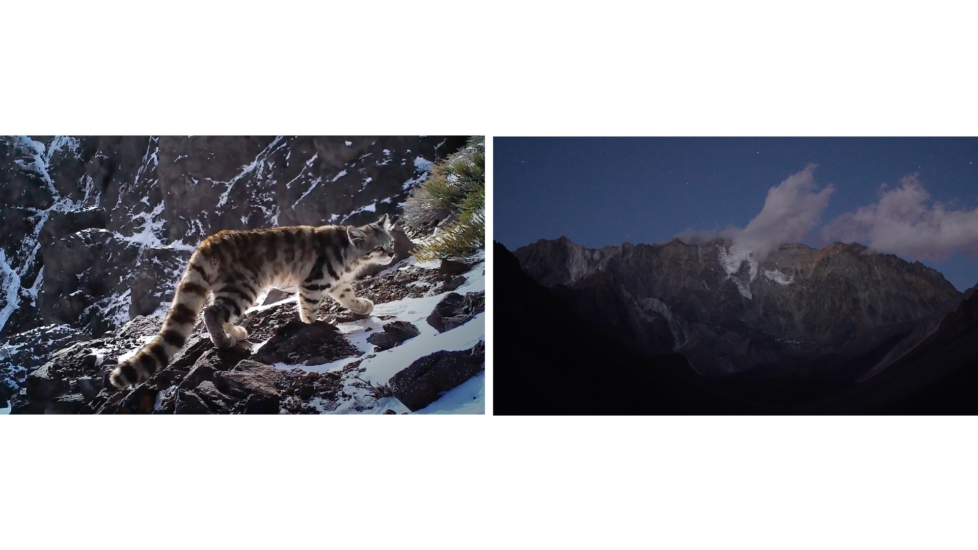 Gato Andino, Camara Trap Parque Andino Juncal, 2020 /  Glaciar Colgante Cerro Gemelos, Parque Andino Juncal, 2020