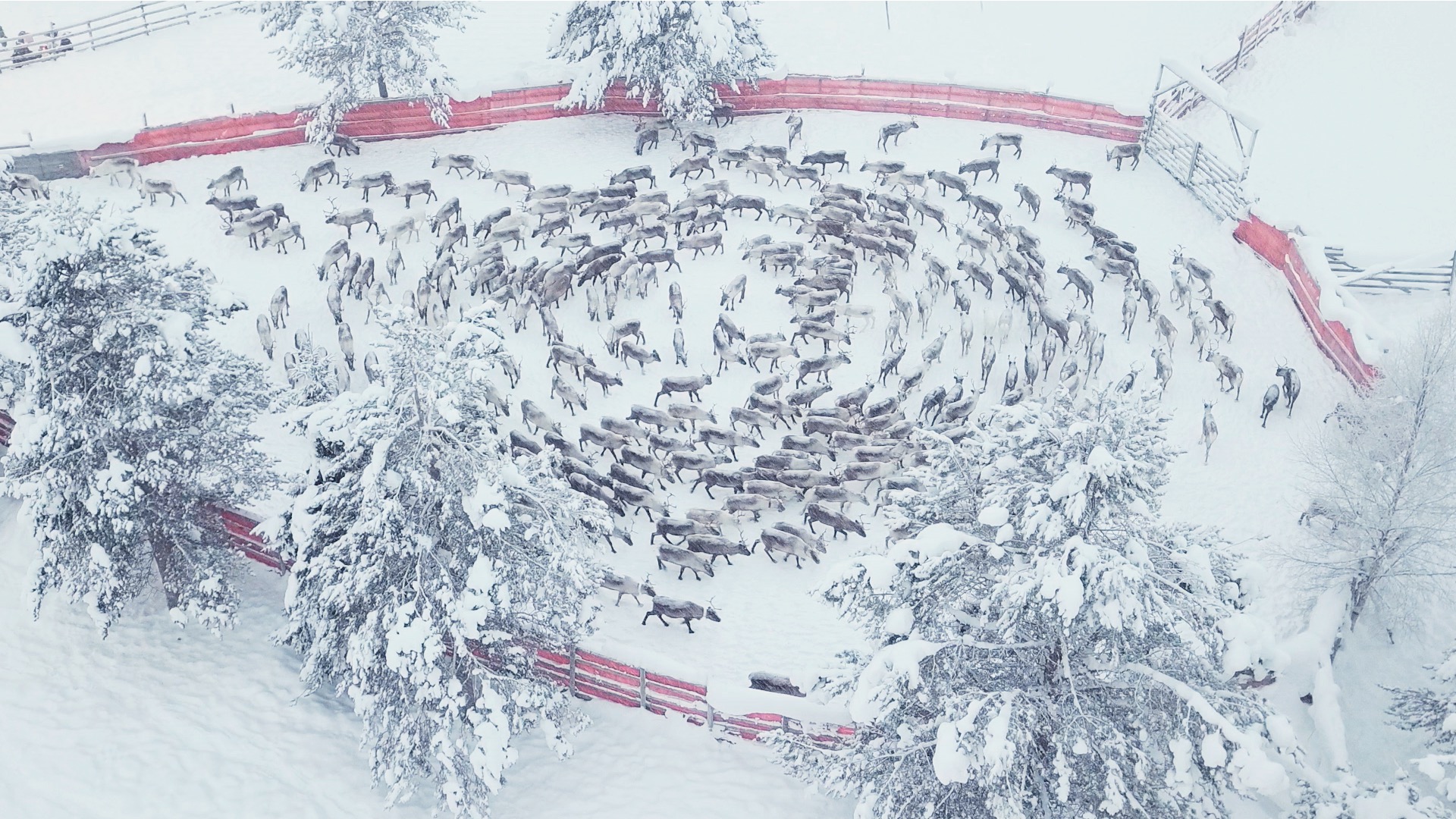 Winter reindeer separation, Jåhkågasska Samebí, Swedish Sápmi, 2018
