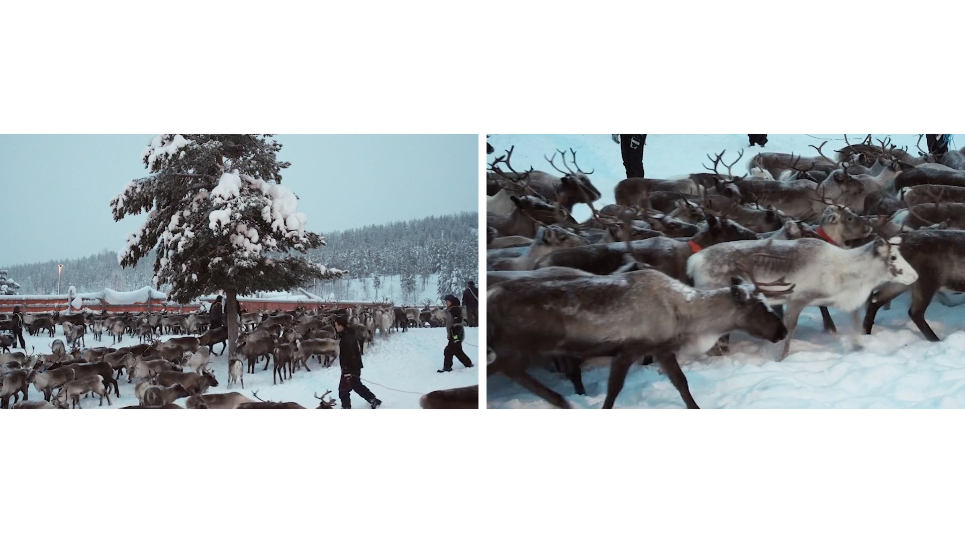 Winter reindeer separation, Jåhkågasska Samebí, Swedish Sápmi, 2018
